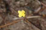 Zigzag bladderwort